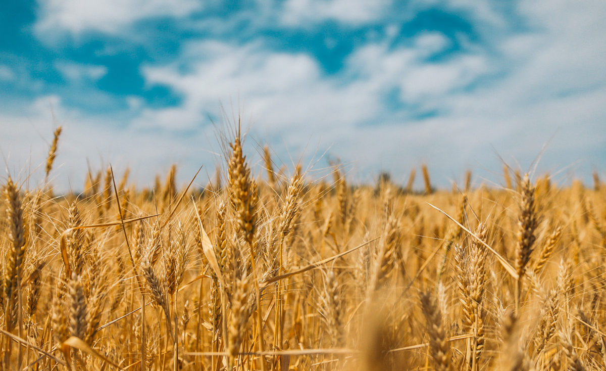 El futuro de la comida está en un sistema alimentario global, sano y sostenible