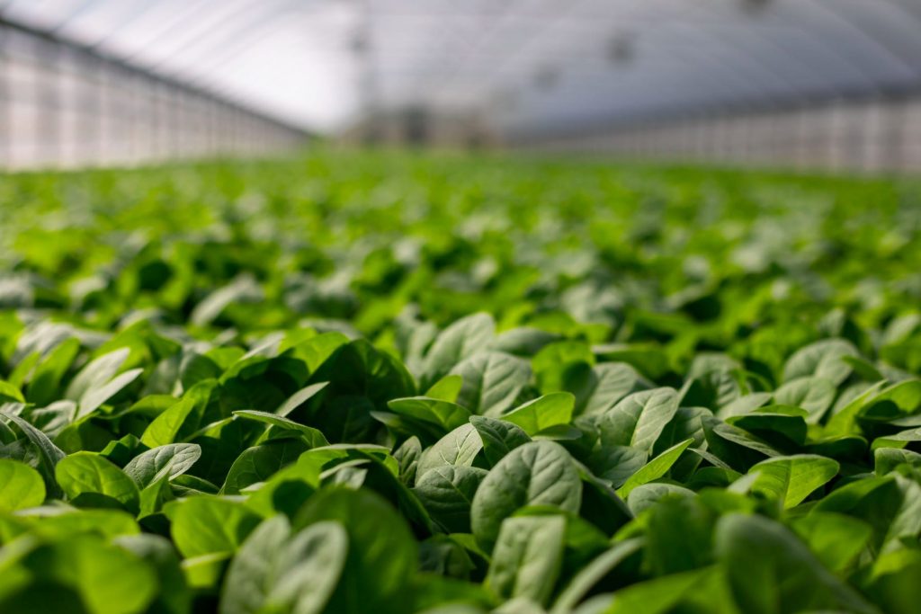 vegetales obtenidos a través de agricultura mejorada genéticamente