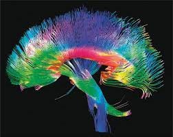 La neurociencia cada vez más cerca de entender el cerebro