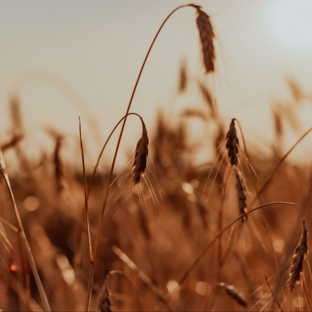 Fundacion Innovación Bankinter - Futuro comida agricultura