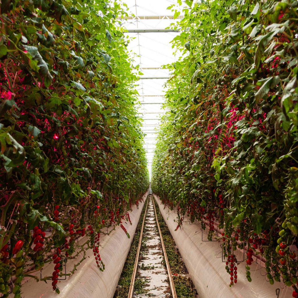 Verticales y conectadas: la nueva generación de granjas que revolucionará la agricultura