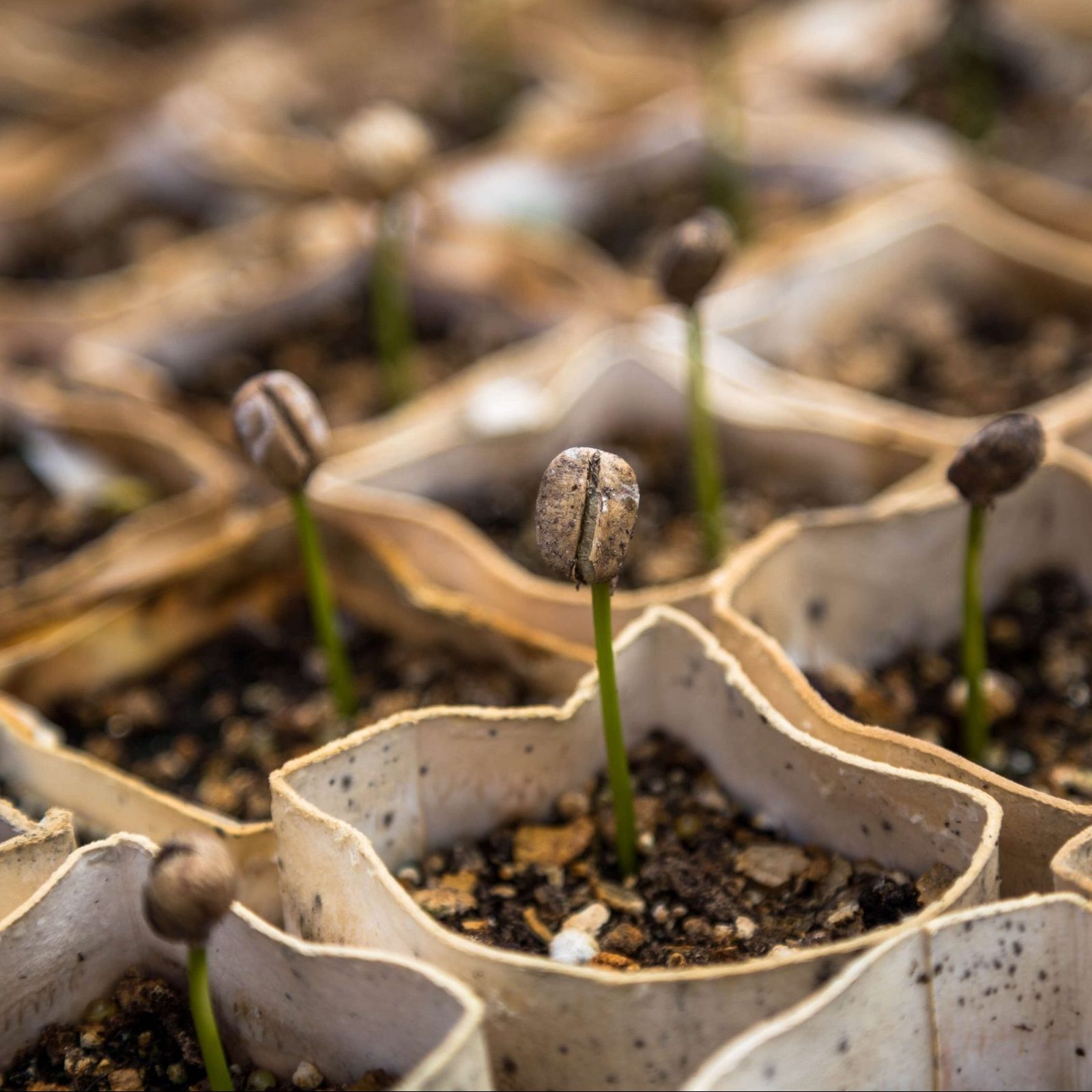 Agroalimentación: innovación de impacto más allá de la tecnología 