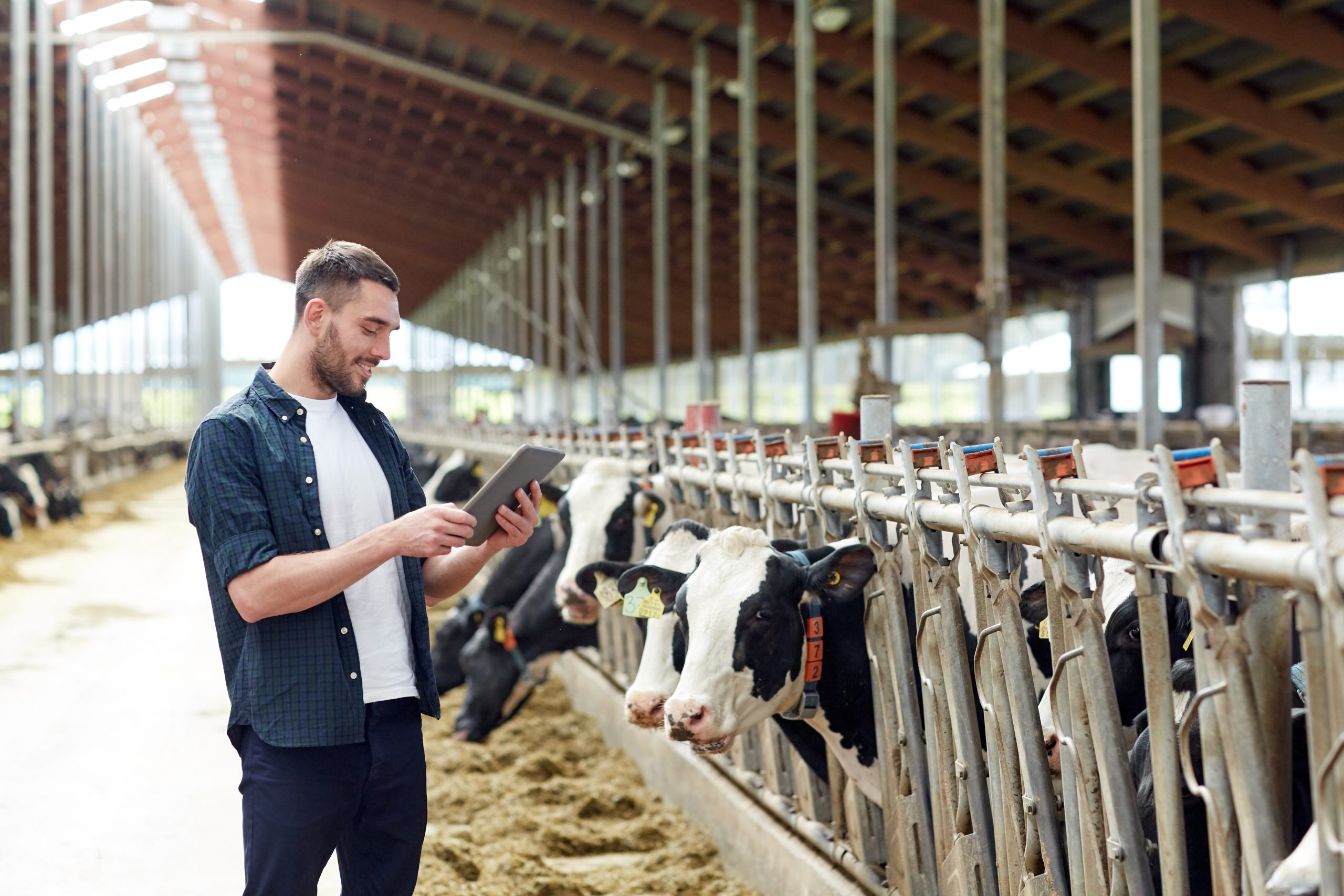 Del hackathon a la granja del futuro: Aina Mena y la startup que digitaliza el vacuno lechero